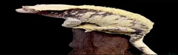 Gecko reptiles for sale: Crested Gecko Babies - Advert 4