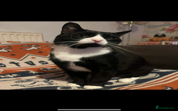 Domestic Shorthair cats for sale: 2 boys and 1 girl!  - Image 2