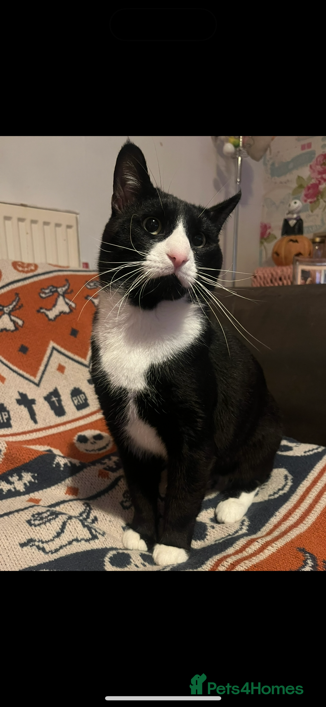 Domestic Shorthair cats for sale: 2 boys and 1 girl!  - Image 2