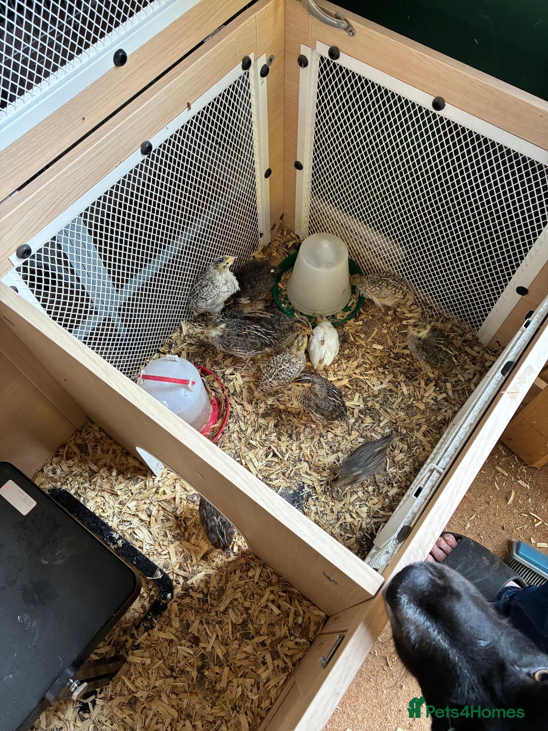 Quail poultry for sale: Various age quail chicks - Image 1