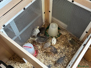 Quail poultry - Advert 6