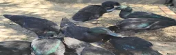 Ducks poultry for sale: Purebred Cayuga Ducklings  - Advert 3