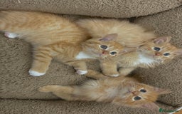Mixed Breed cats for sale: GORGEOUS SIBERIAN X KITTENS  - Image 15
