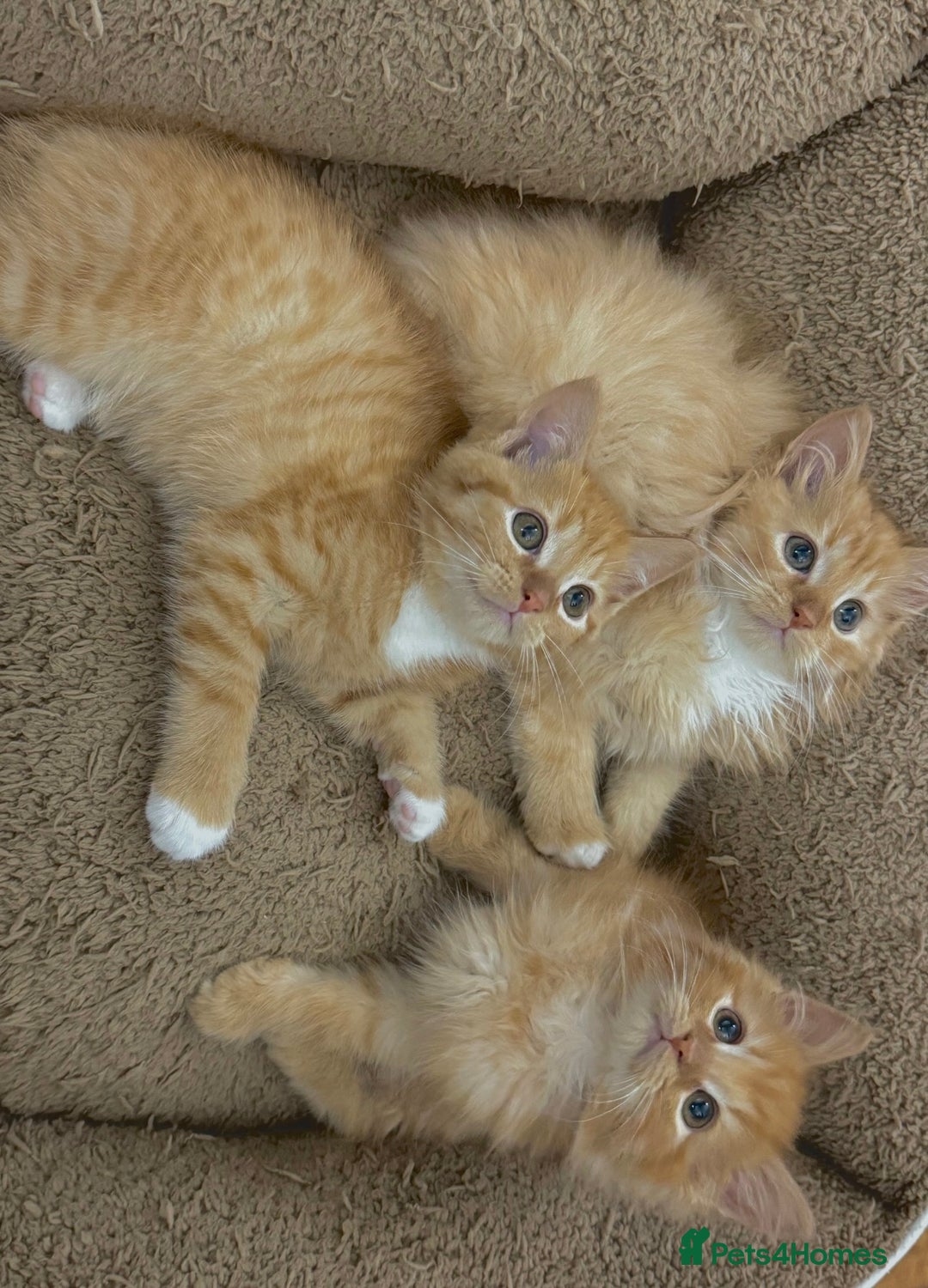 Mixed Breed cats for sale: GORGEOUS SIBERIAN X KITTENS  - Image 15