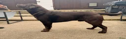 Labrador Retriever dogs for stud: HEALTH TESTED KC CHOCOLATE SHOW LABRADOR FOR STUD - Advert 3