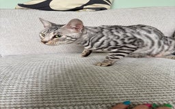 Toyger cats for sale: Superb rare silver Toyger girl  - Image 18