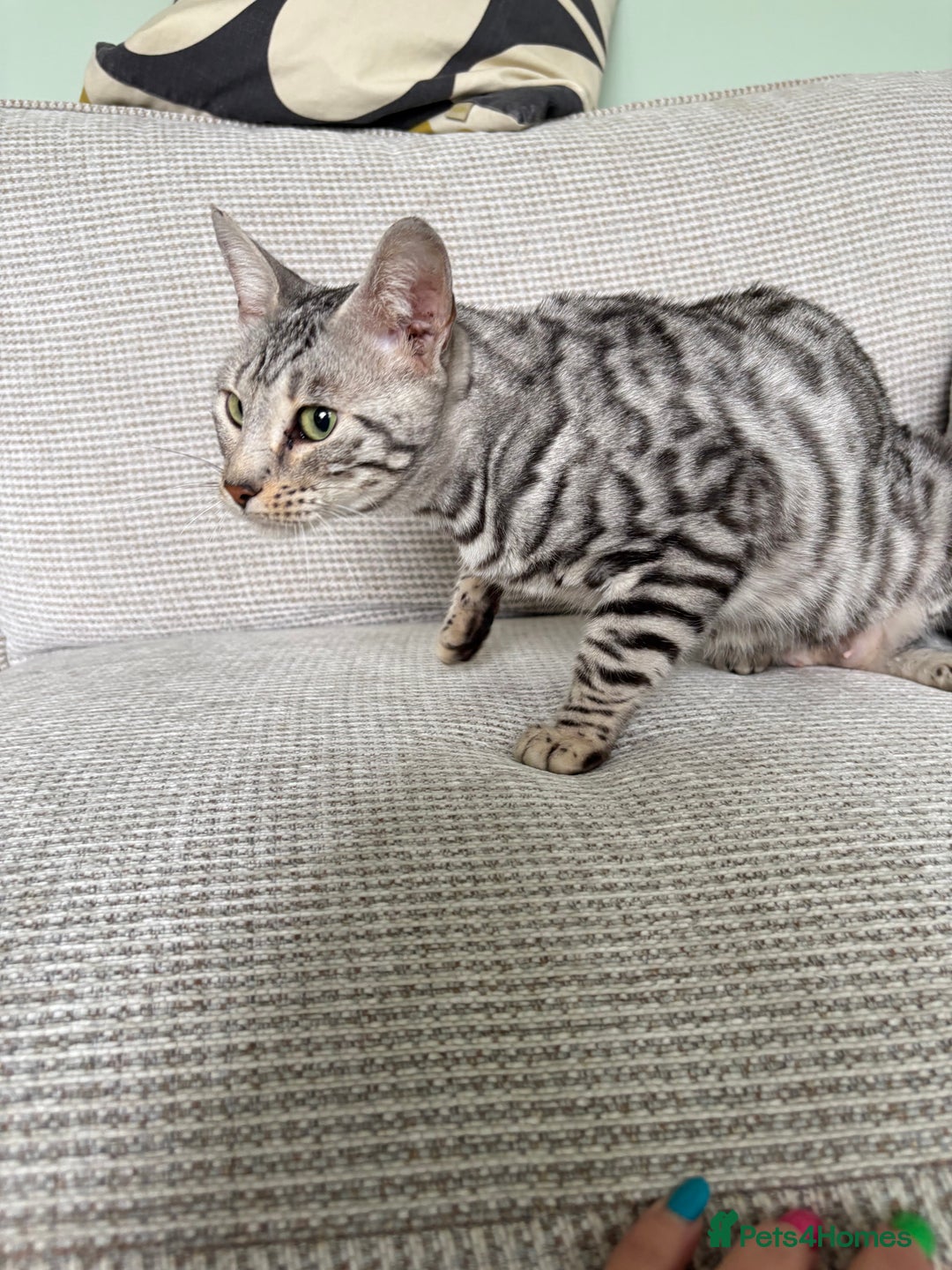Toyger cats for sale: Superb rare silver Toyger girl  - Image 18
