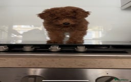 Toy Poodle dogs for sale:  Toy Poodle Puppy Looking for a Loving Home - Image 4