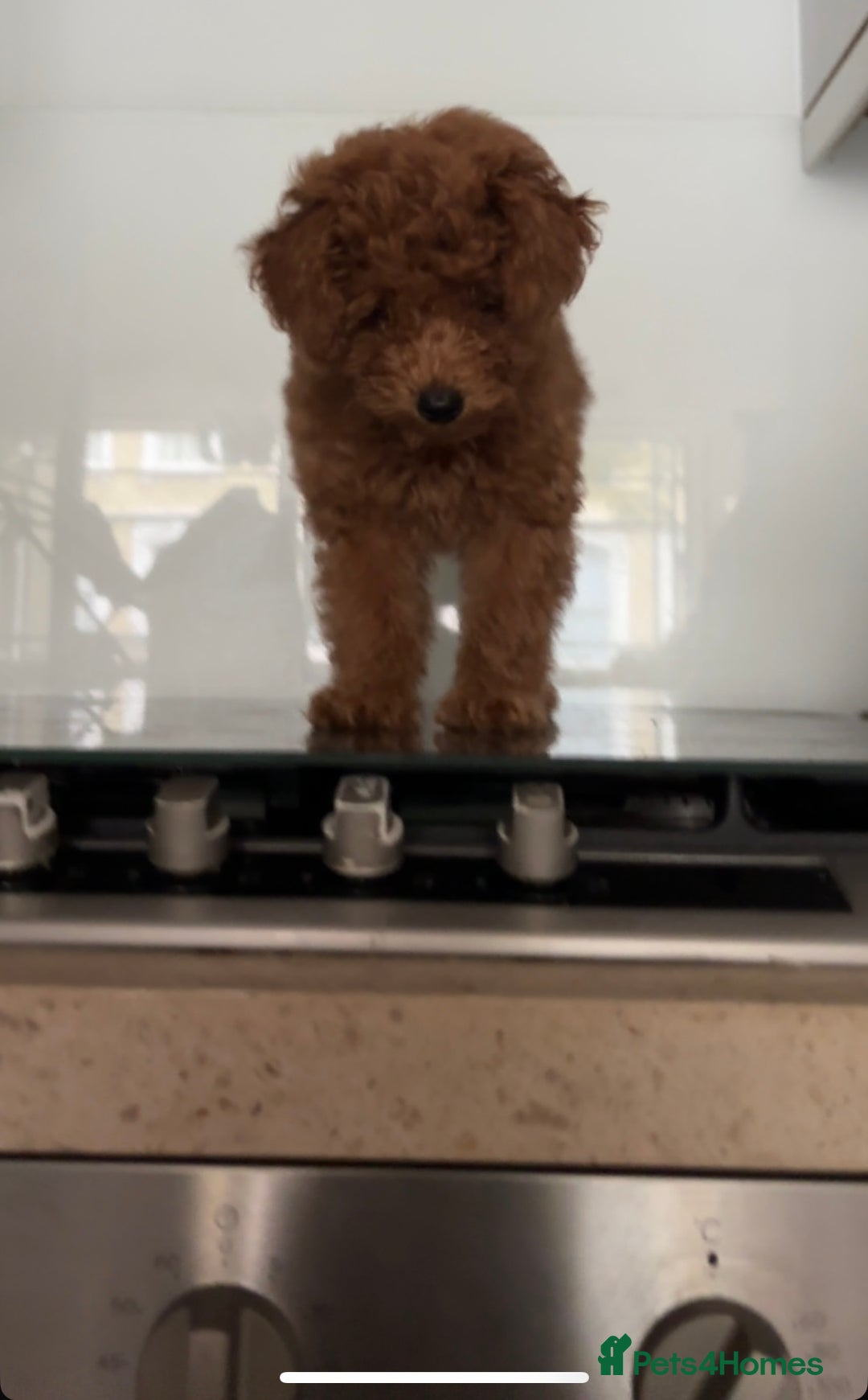 Toy Poodle dogs for sale:  Toy Poodle Puppy Looking for a Loving Home - Image 4