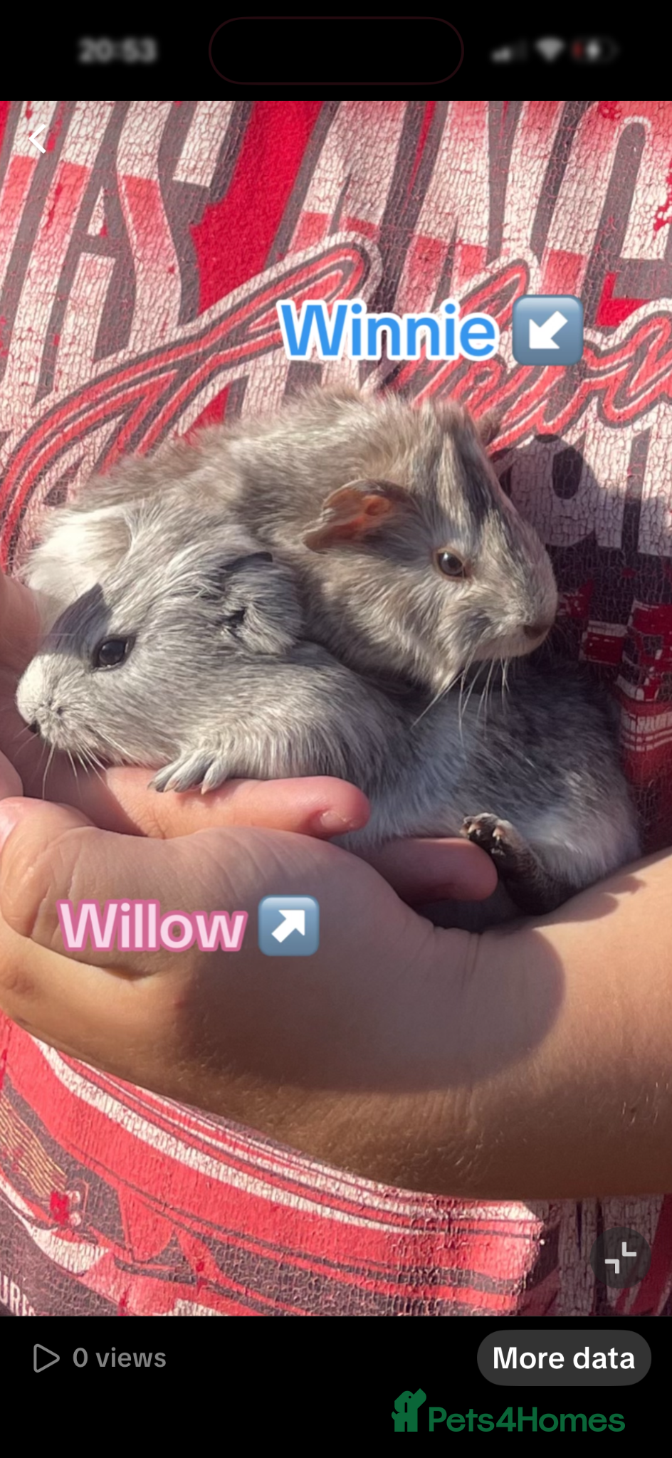 Guinea Pig rodents Winnie and willow / read description  - Advert 1