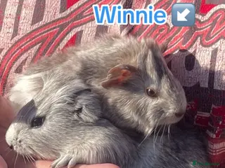 Guinea Pig rodents Winnie and willow / read description - Advert 1