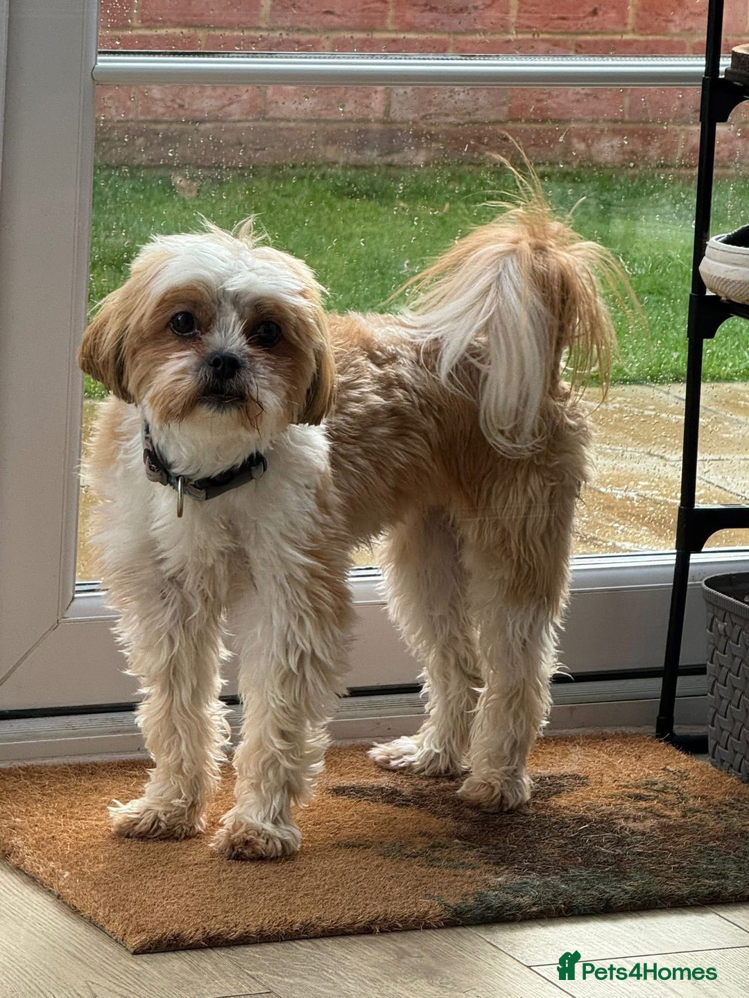 Shih Tzu dogs for sale: Shih Tzu seeking forever home - Advert 4