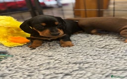 Miniature Dachshund dogs for sale: Gorgeous KC reg miniature Dachshund puppies  - Image 24