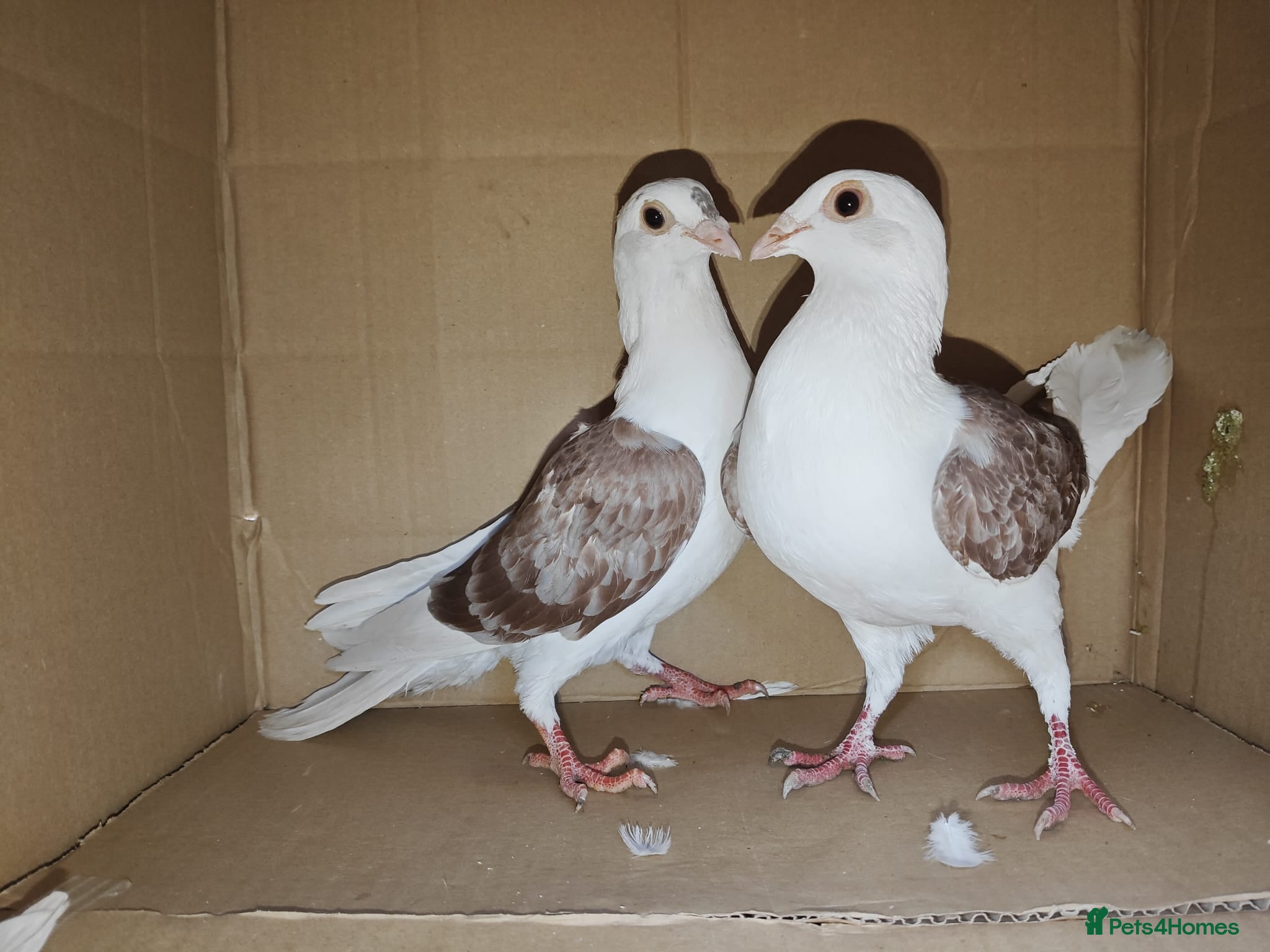 Pigeons birds sadleback hommers for sale - Advert 2