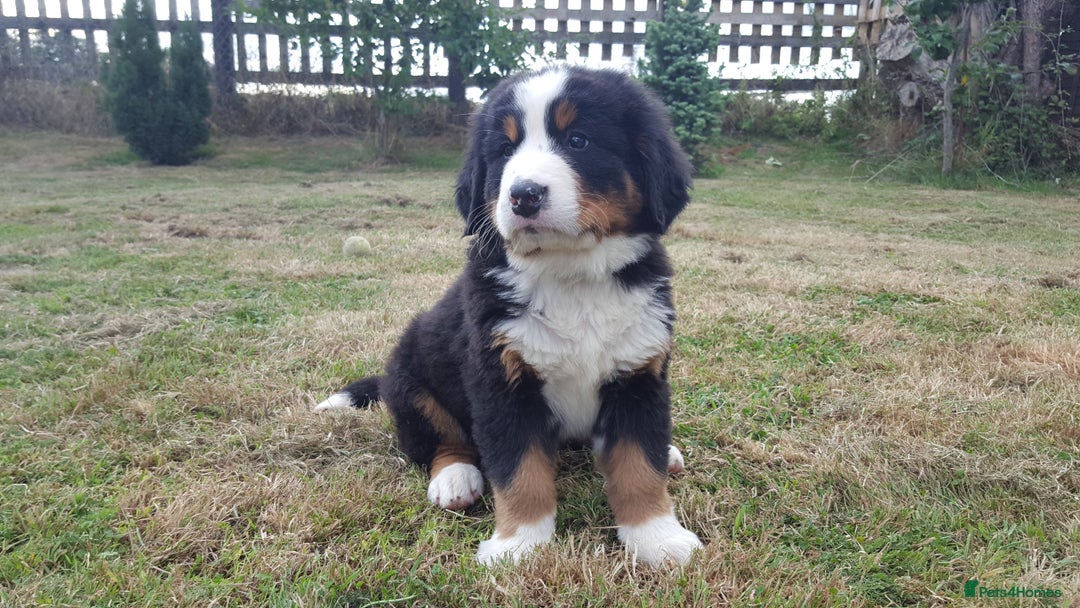 Bernese Mountain Dog dogs for sale: Symphony flam KC Bernese Mountain Puppies - Advert 8