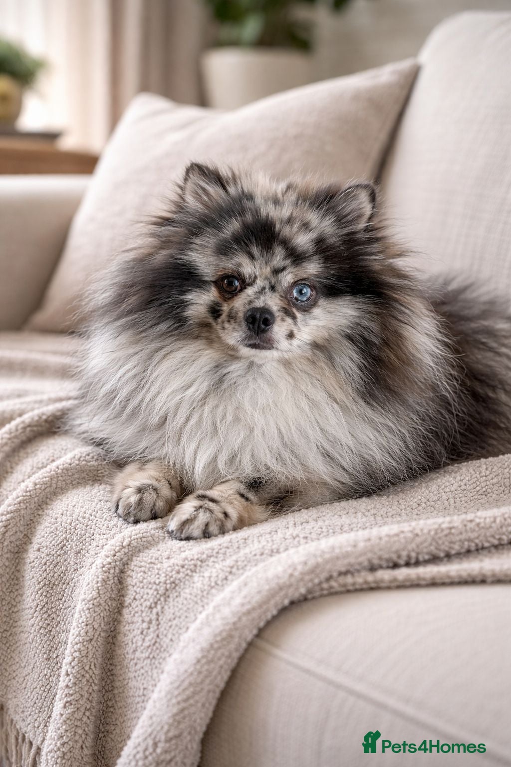 Pomeranian dogs Merle adult boy blue eye 💎🐼 - Advert 21