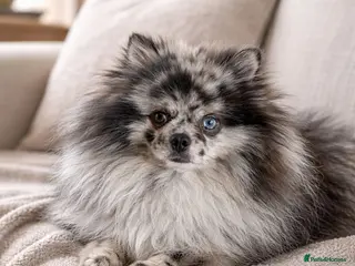 Pomeranian dogs Merle adult boy blue eye 💎🐼 - Advert 21