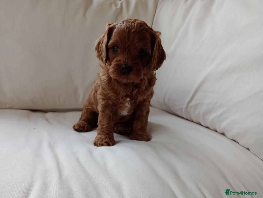 Cavapoo dogs for sale: Gorgeous Red F1 Cavapoo Puppies With H/T Parents - Image 8