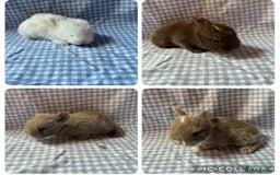 Mini Lop rabbits for sale: Pure bred mini lop babies  - Image 2
