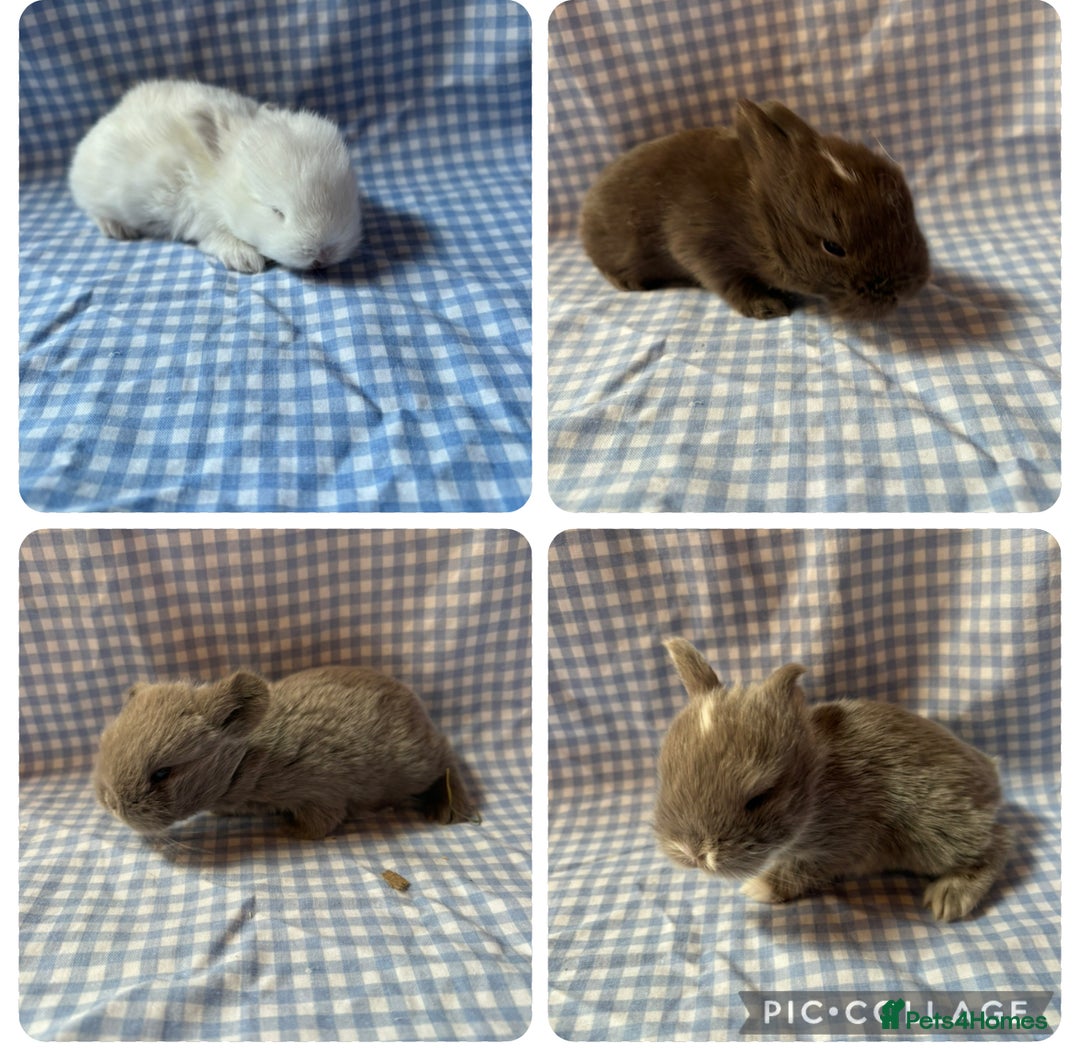 Mini Lop rabbits for sale: Pure bred mini lop babies  - Image 2