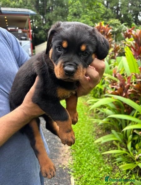 Rottweiler dogs for sale: Healthy Pure chunky big bone puppies in Chichester - Advert 4