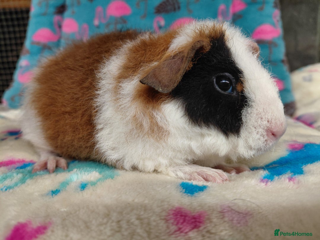 Guinea Pig rodents for sale: Pair of baby merino/teddy boars/brothers RTR - Image 8