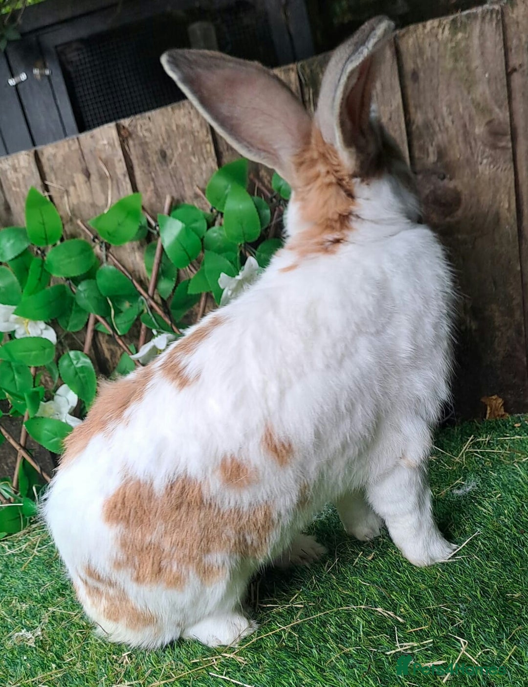 Continental Giant rabbits for sale: Woodland View Star Bunny Studs - Vaccinated  in Runcorn - Image 7