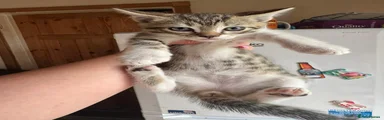 Mixed Breed Kitten 2