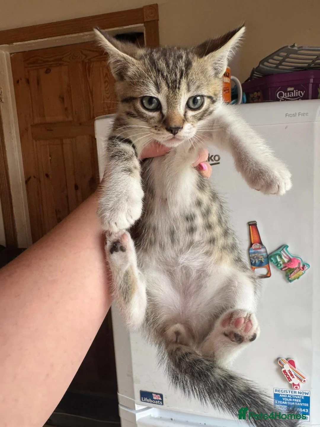 Mixed Breed cats for sale: LAST 3 FLUFFY BRIGHT EYES KITTENS!MUMS RAGDOLL - Advert 2