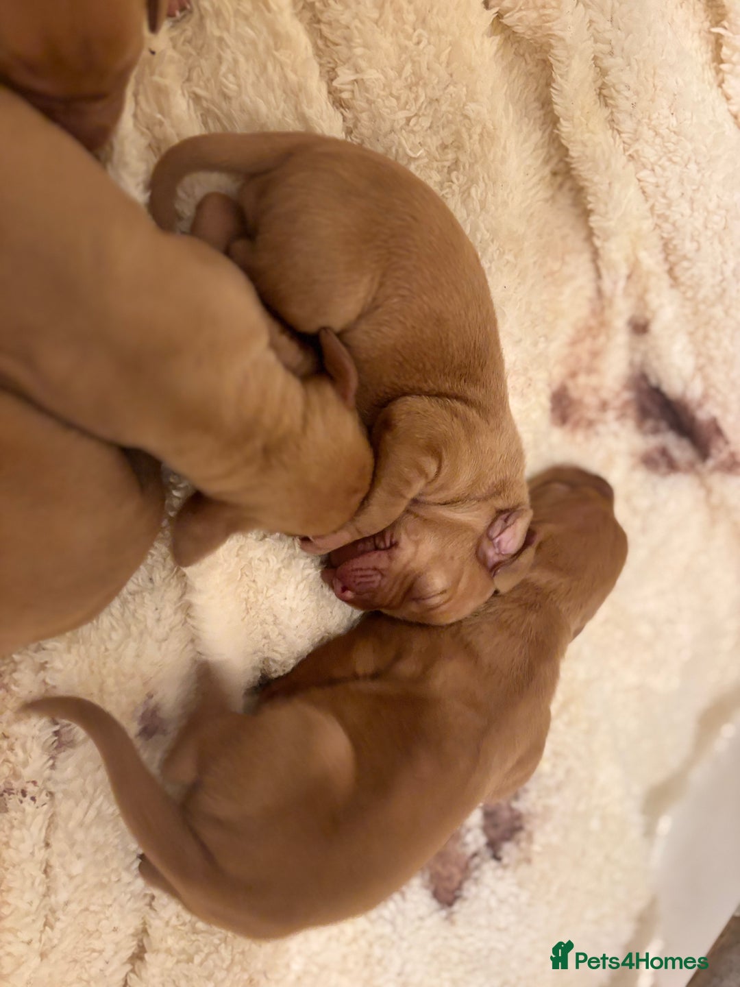 Hungarian Vizsla dogs for sale: Ready to leave KC Registered Vizsla Puppy  - Advert 12
