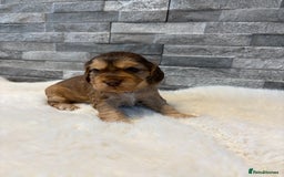 Cocker Spaniel dogs for sale: Show cocker spaniel puppies /ready to leave  - Image 15