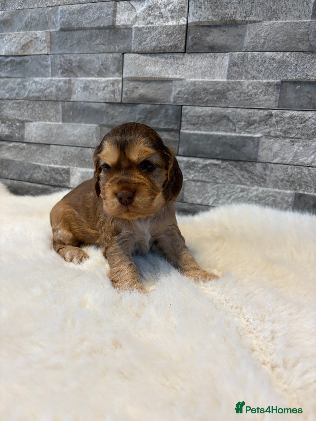 Cocker Spaniel dogs for sale: Show cocker spaniel puppies /ready to leave  - Image 15