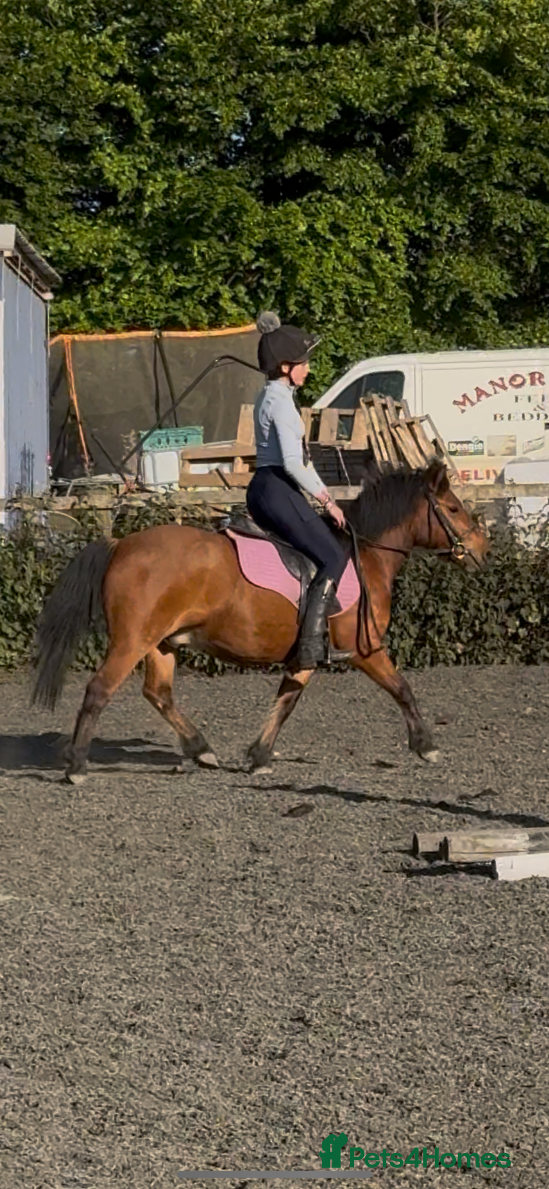 Dartmoor horses for sale: STUBBY, companion or project, Dartmoor cross  - Image 1