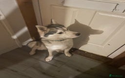 Siberian Husky dogs for sale: Dwarf Siberian husky male  - Advert 11
