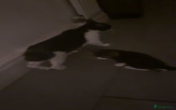 American Shorthair cats for sale: Black white kitten  - Image 8
