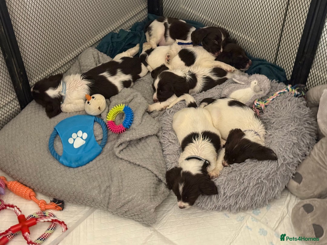 Cocker Spaniel dogs for sale: Cocker spaniel puppies ready for forever home - Advert 27