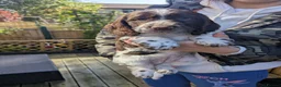 Cocker Spaniel dogs for sale: Cocker Spaniel Worker PUPPY 💙❤️,1BOY💙 ,1GIRL♥️ - Advert 13