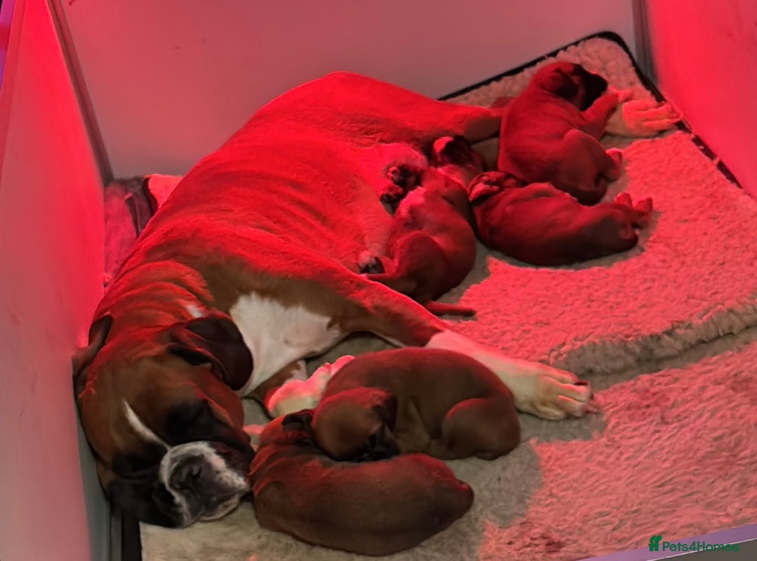 Boxer dogs for sale: Health tested kc red boxer puppies  - Advert 5