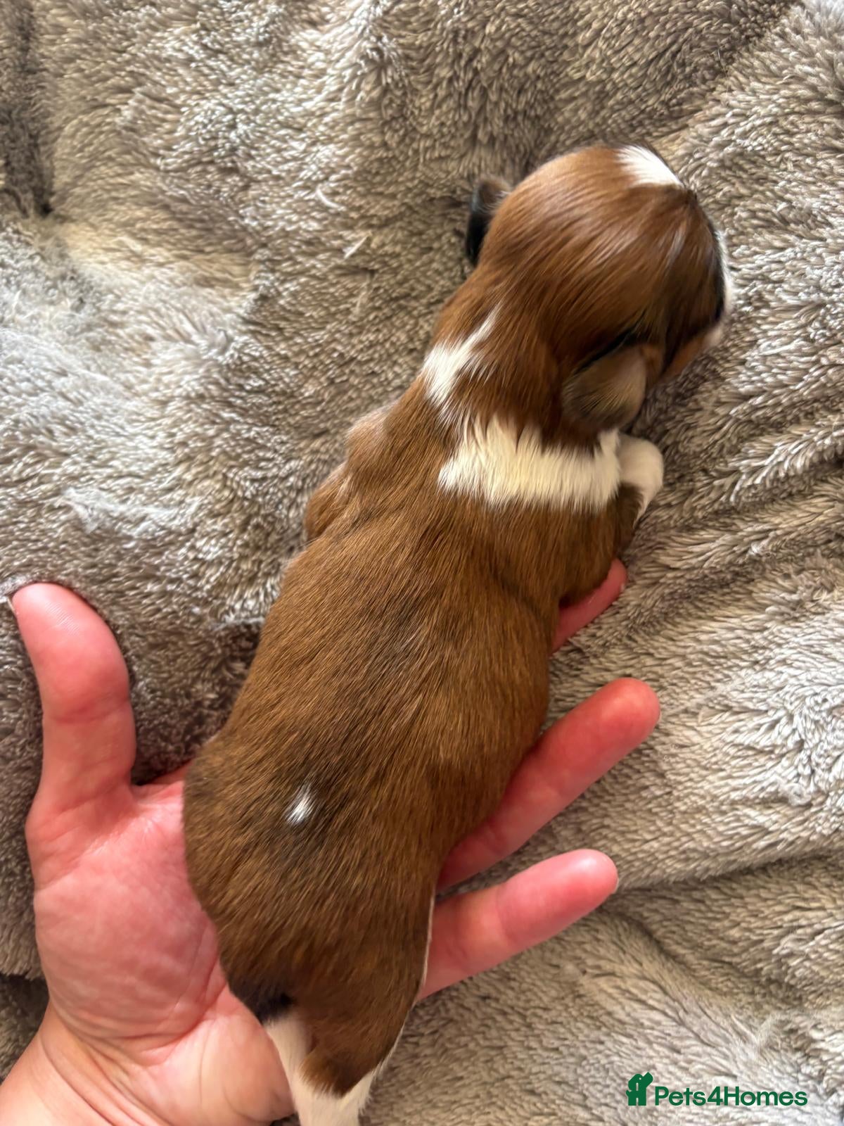 Shih Tzu dogs for sale: Shih Tzu Puppies From Small Imperial-Type Mum - Advert 16