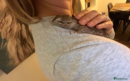 Bearded Dragon reptiles for sale: Sweetest Rankin Dragon needing a new home - Advert 14