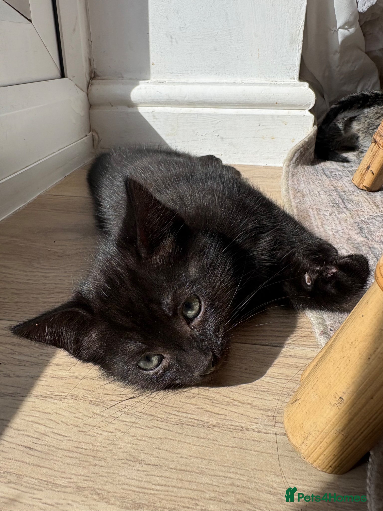 British Shorthair cats for sale: 2 Beautiful Kittens  - Advert 8