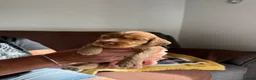 Cocker Spaniel dogs for sale: Beautiful Cocker Spaniel Puppies - Advert 11