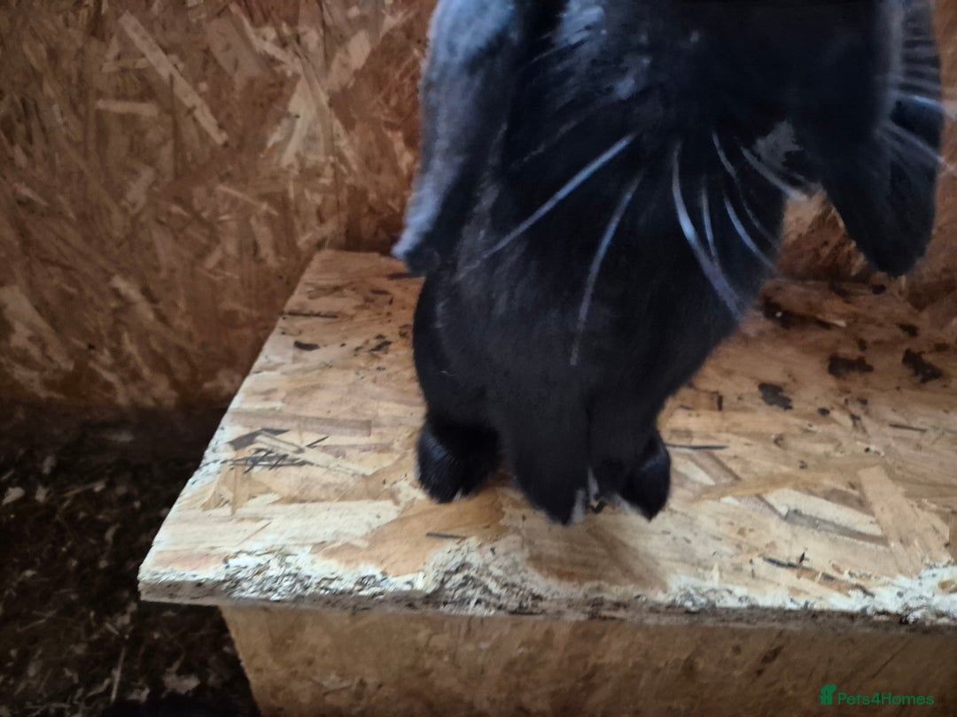 Mini Lop rabbits for sale: Mini Lop Rabbits - Image 13