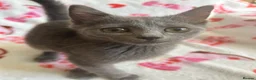 British Shorthair cats for sale: Beautiful British short hair x Russian blue  in Croydon - Advert 15