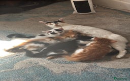 Maine Coon cats for sale: Ready for her New home  - Image 2
