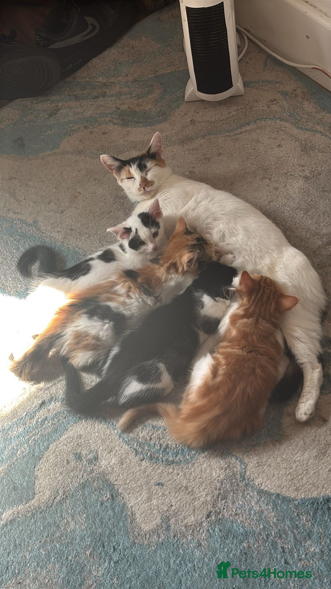 Maine Coon cats for sale: Ready for her New home  - Image 2