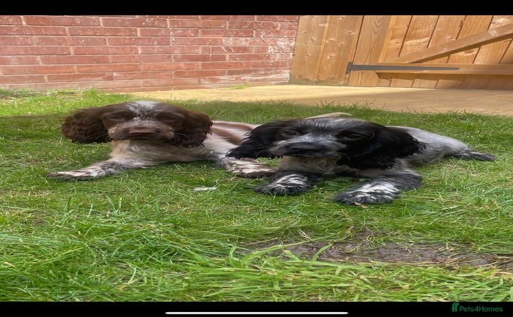 Cocker Spaniel dogs - Advert 2