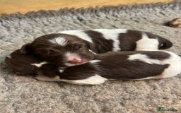English Springer Spaniel dogs for sale: Springer Spaniel Puppies  in Crewe - Image 1