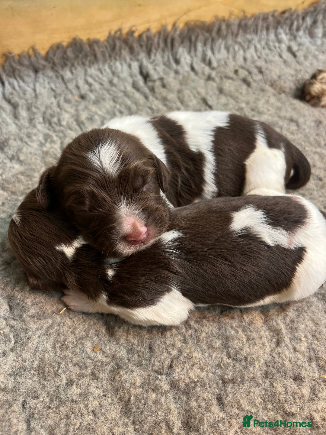 English Springer Spaniel dogs for sale: Springer Spaniel Puppies  in Crewe - Image 1