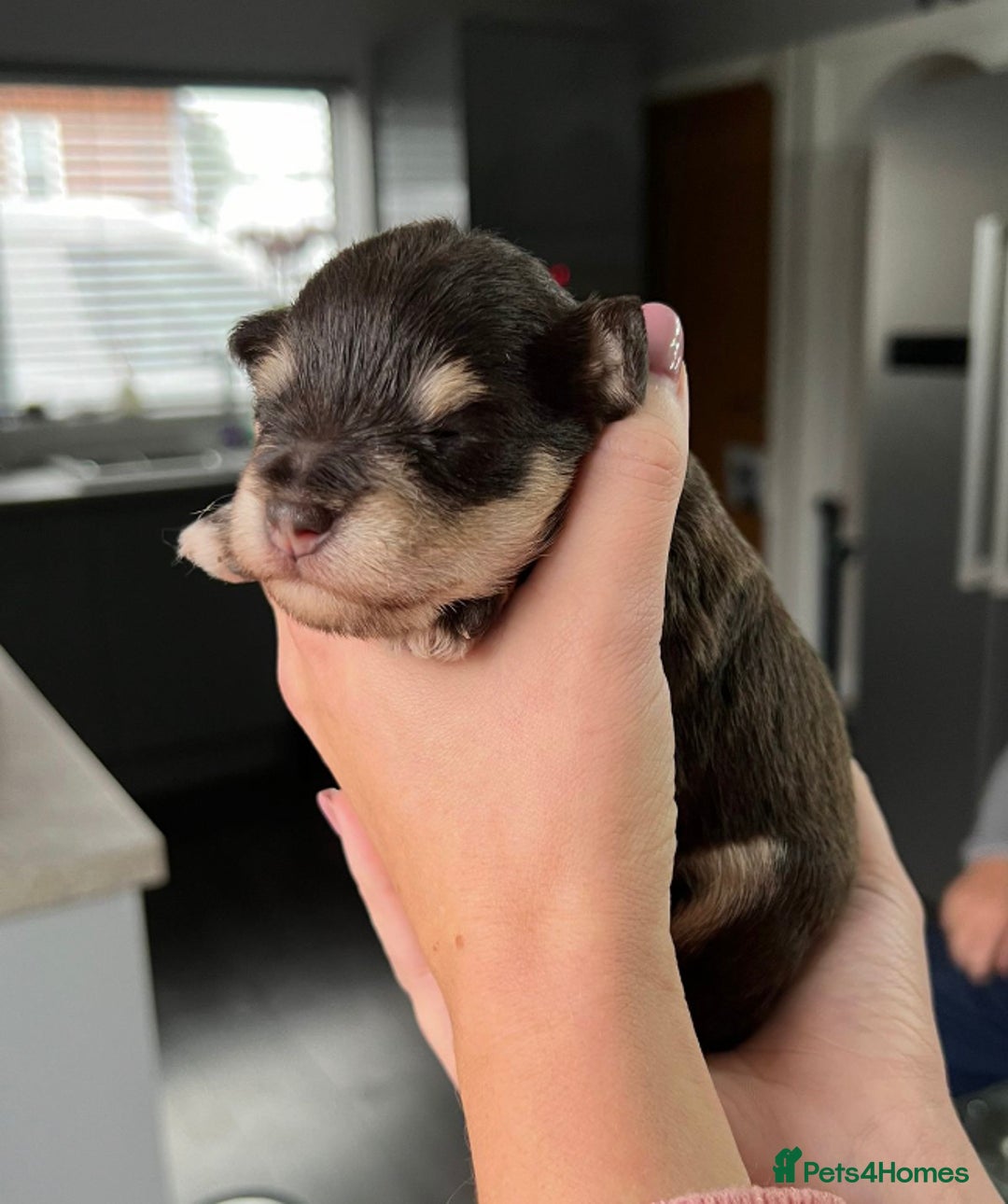 Miniature Schnauzer dogs for stud: KC REG Chocolate & Tan Miniature Schnauzer Stud - Image 8